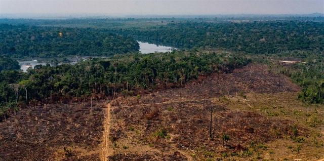 亚马孙热带雨林 霍金预言成真？科学家们警告：亚马逊雨林近万种动植物面临灭绝
