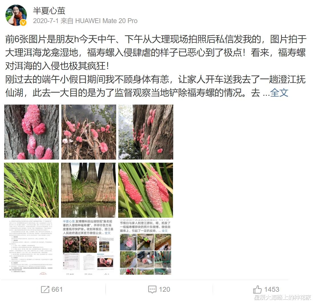 重庆 洱海的“血殇”:福寿螺已呈泛滥态势,为什么会弄成一地鸡毛?