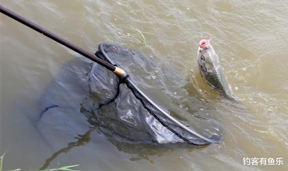 饵料|冬季怎样钓鲫鱼？用长竿短线钓草洞，上钩的大多是大鲫鱼