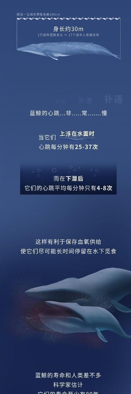 细数蓝鲸的一生,“鲸落”或是留给大海最后的温柔!(漫画)