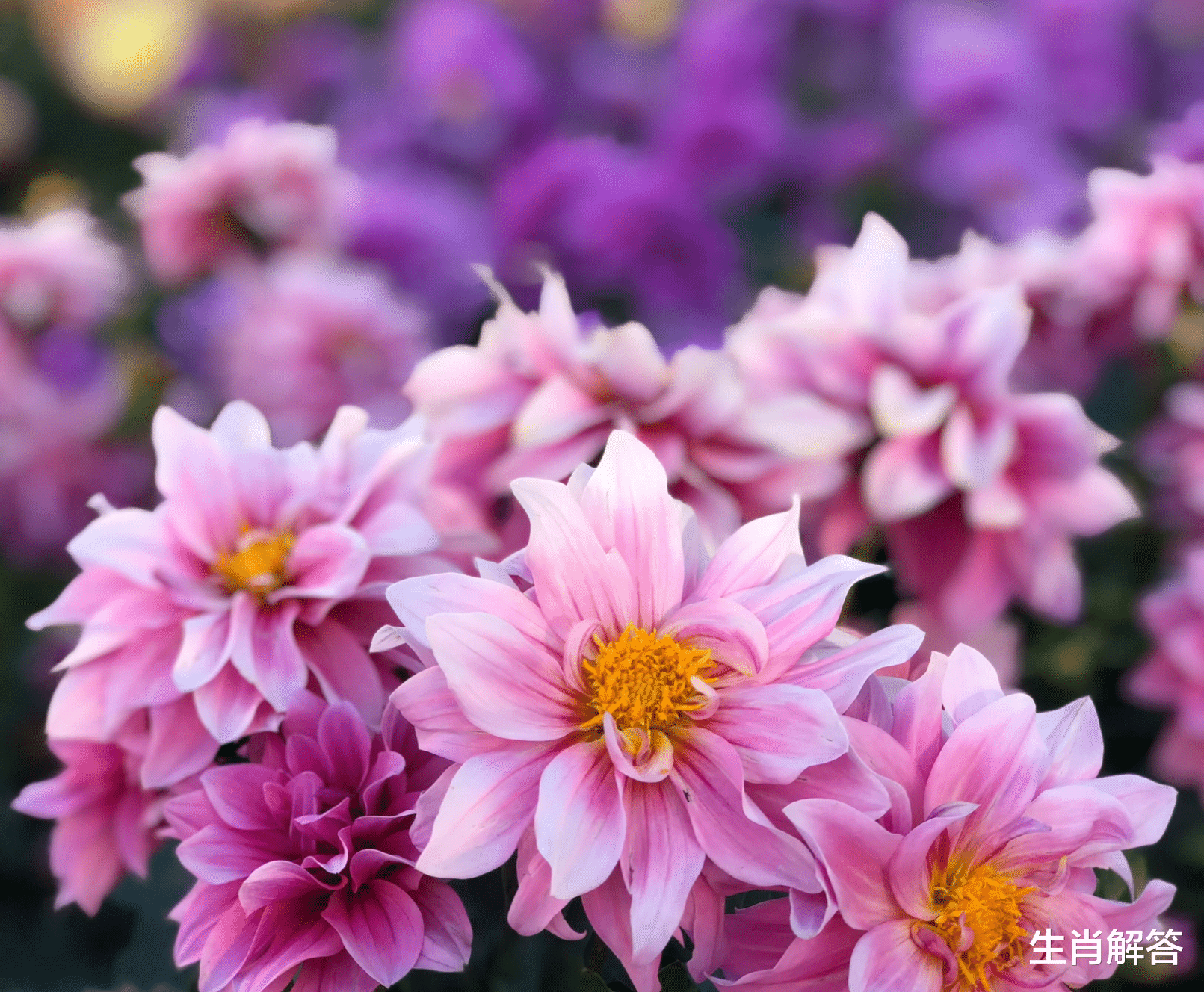 生肖|6月，意气风发，努力赚钱，大有收获，3生肖机会多的是，悄悄致富