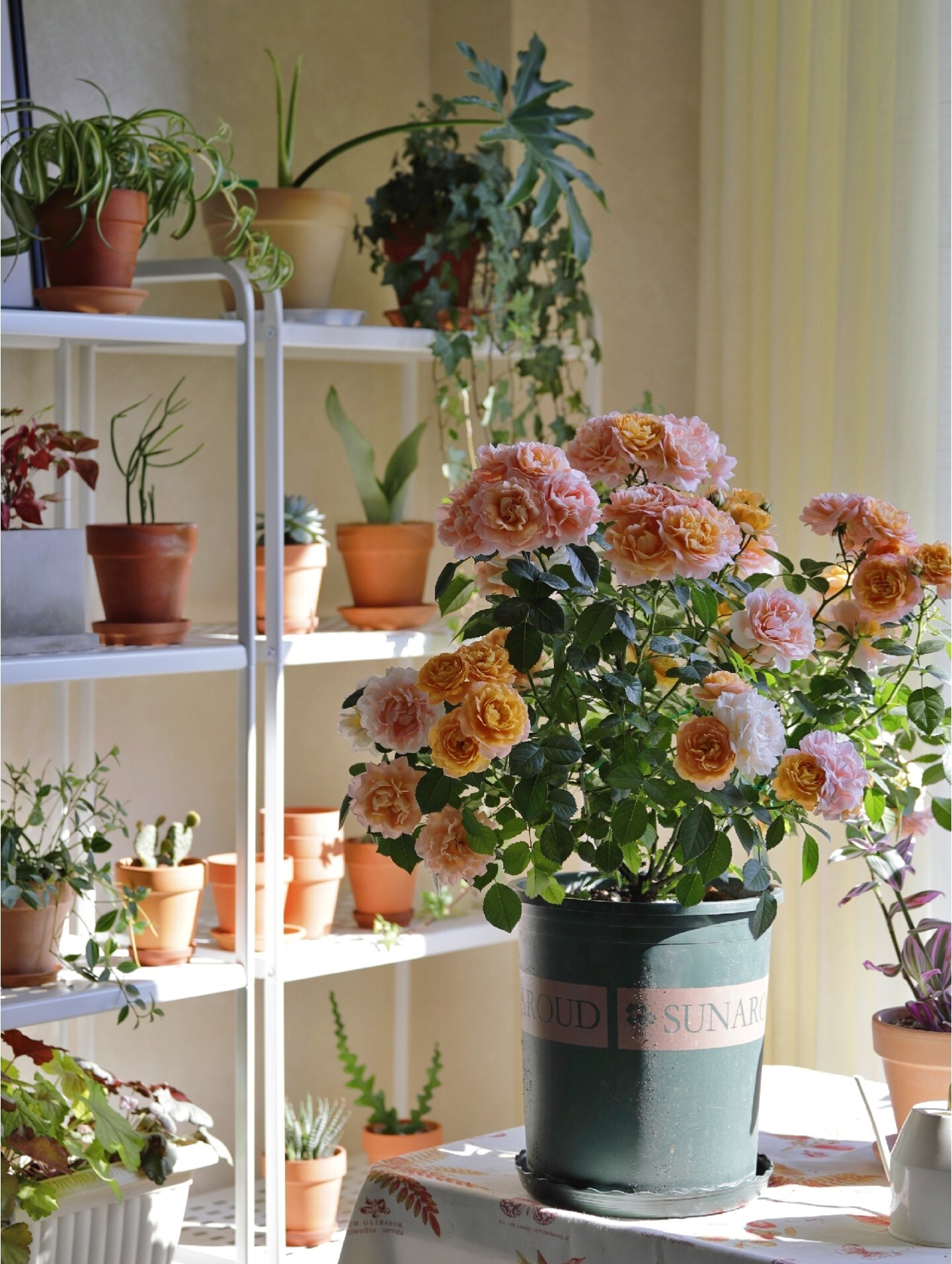 5㎡小阳台，打造治愈系小花园，一个人完成了阳台花园的所有改造