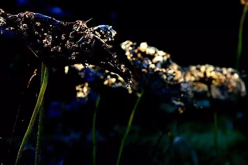 驻马店微摄影 心为荷动 ———记摄影师梁虹