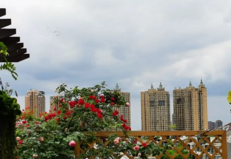 露台花园|4年打造70㎡露台花园，买不起大别墅，买个带露台的顶楼也很nice