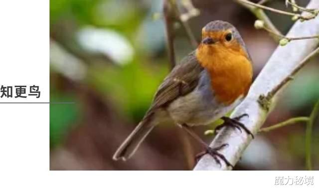 二氧化碳 萨满力量动物详解：猫鼬、知更鸟