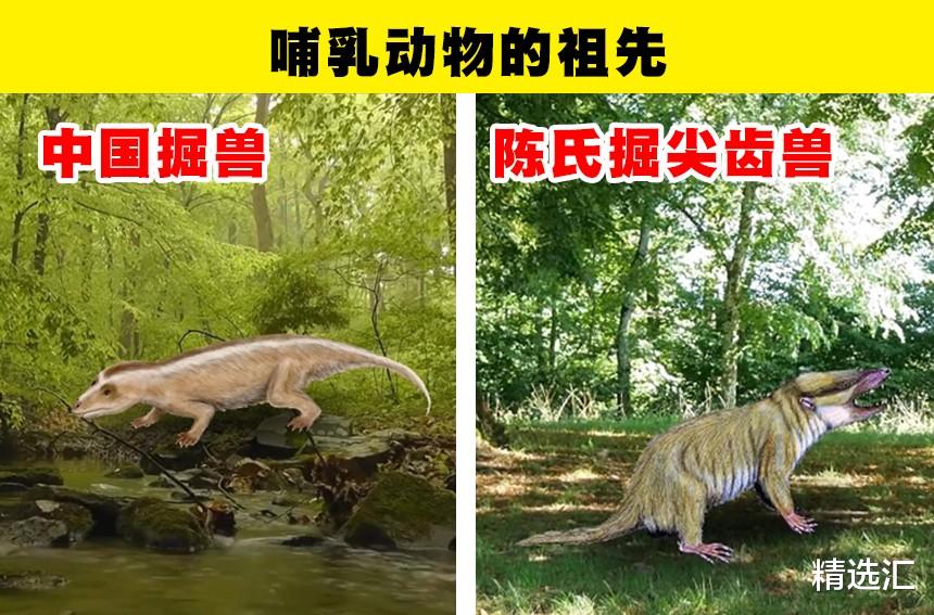 哺乳动物|带有青蛙脸的龟?近些年来,人类找到的6种新的史前生物