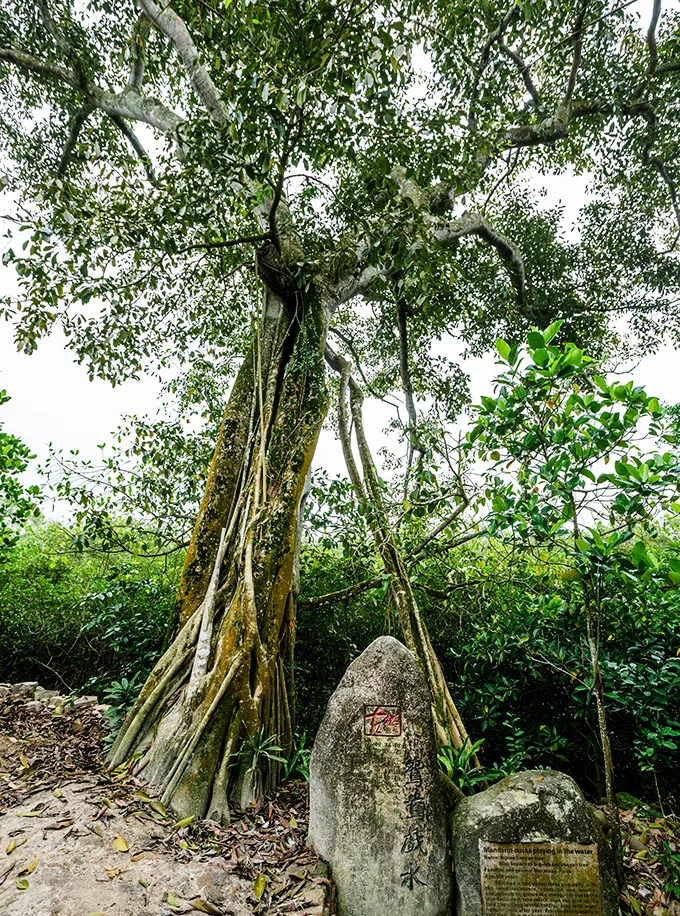 新广西 据说这是国内最美的景观公路之一,沿着它走,可以到达“秘境桃花源”