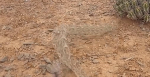 毒蛇 毒蛇伤人次数不多？看看全世界伤人最多的蛇，体型越小反而越强？