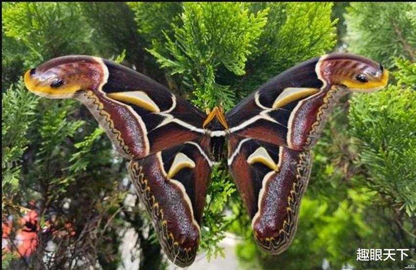 基因突变 云南出现诡异物种，身上长出“双头蛇”，或是基因突变？