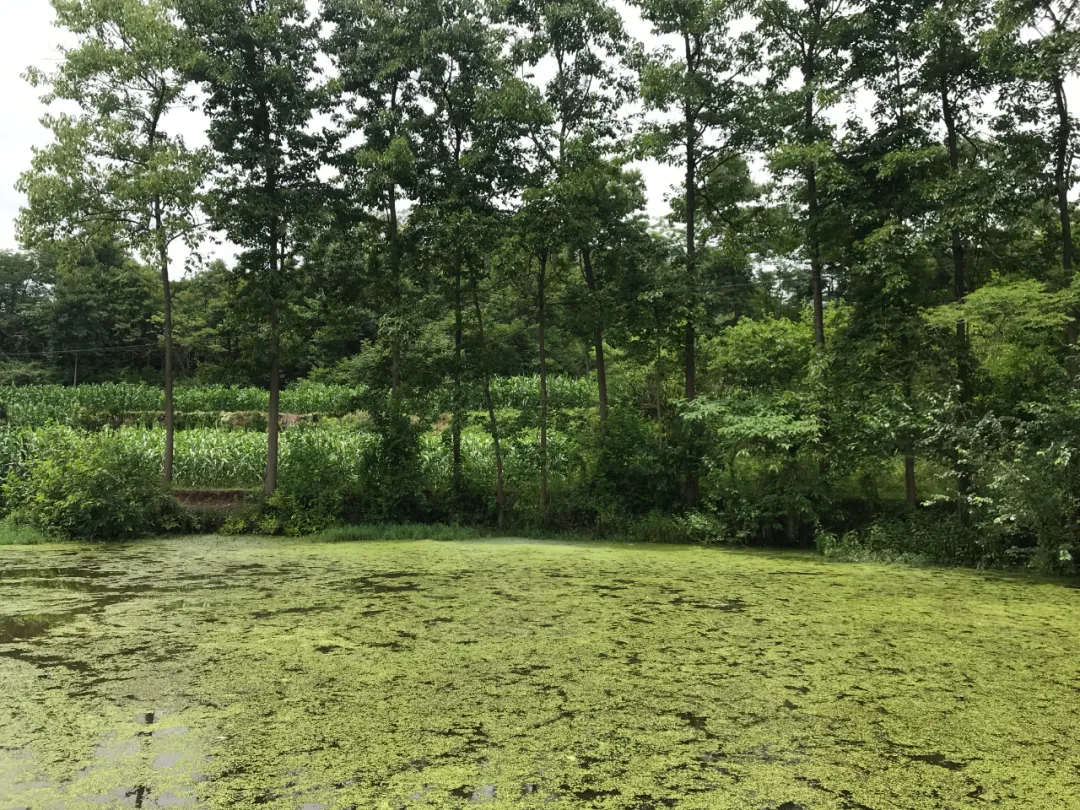 |风水寻地记，如玉盘之高山窝穴阴宅风水美地分享（多图）