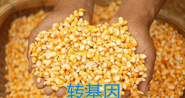 终究还是来了?转基因作物产业化试点已开启,好与坏不要急着定论