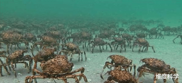 蜘蛛 海里的“超级大蜘蛛”！腿比人的长，俗称“杀人蟹”