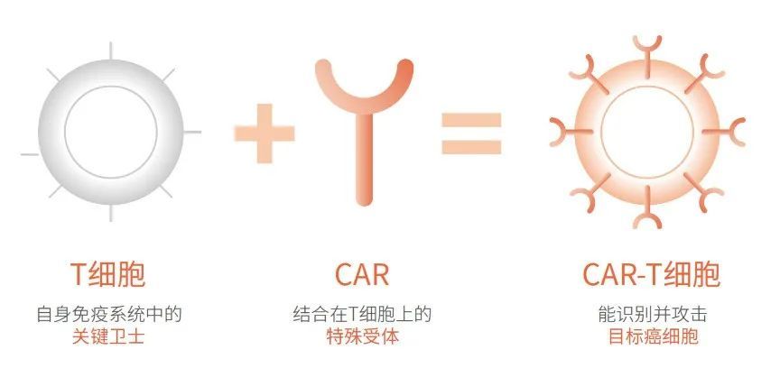 癌症细胞免疫治疗CAR-T:中国首款按1类生物制品申报的产品获批