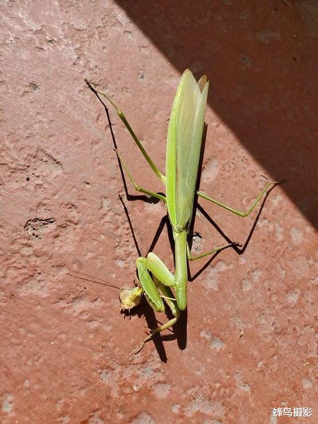 女孩 32张活久未见的照片，8岁女孩智商超过爱因斯坦，世界上最大的花