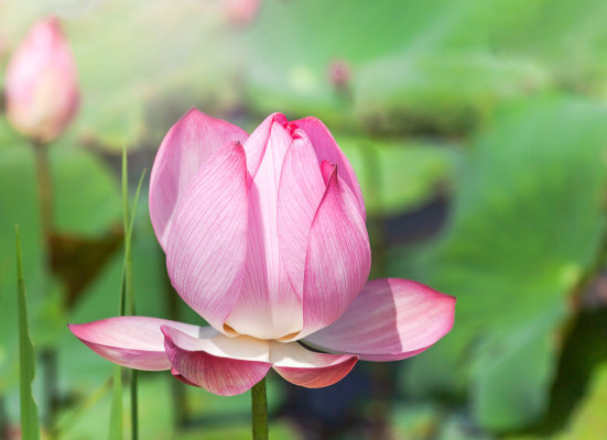 星临天下 11月2日开始，喜鹊报喜，4属相时来运转，多财多福，生活美满