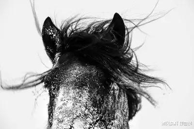  草原上的马王传奇：人工培育的马王被野马取代，马群遭到狼群袭击