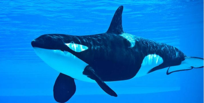 濒危物种 虎鲸为什么喜欢逗人类？连大白鲨都敢攻击，唯独喜欢保护人类