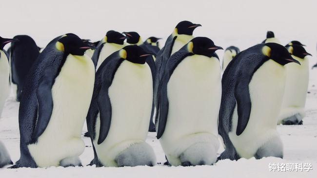 帝企鹅 动物们都有固定的发情期,为什么人类一年365天都可以发情?