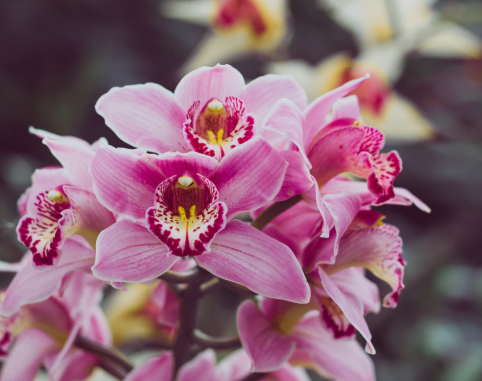 本人讲星座|为什么说很难得到金牛座的爱?