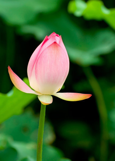 星临天下 到了10月底，4属相运势上涨，财运亨通，桃花朵朵，生活一顺百顺