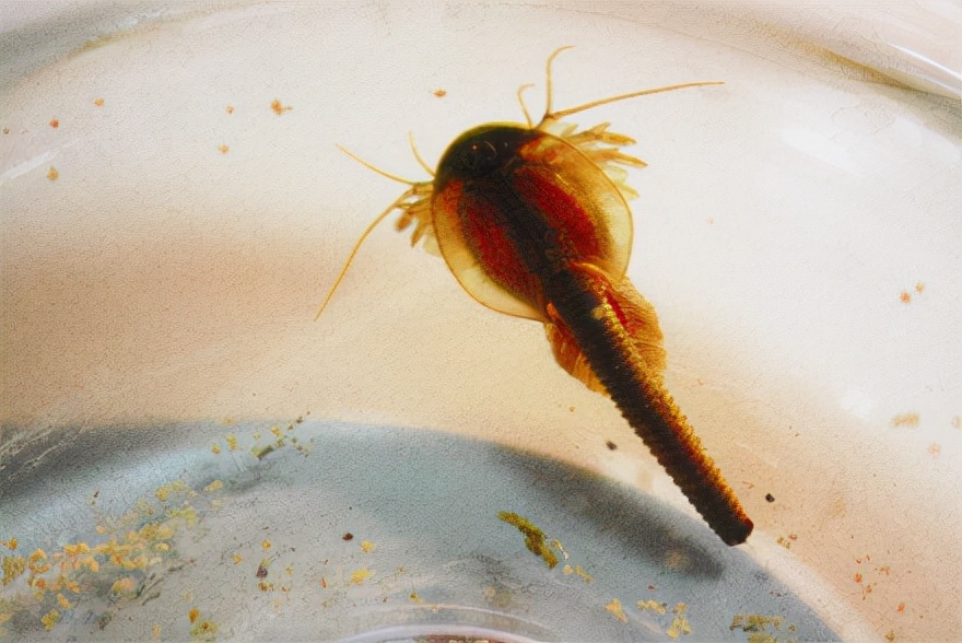 恐龙 生物界的活化石，活了3亿年，熬过3次生物大灭绝，如今却用来喂鸡