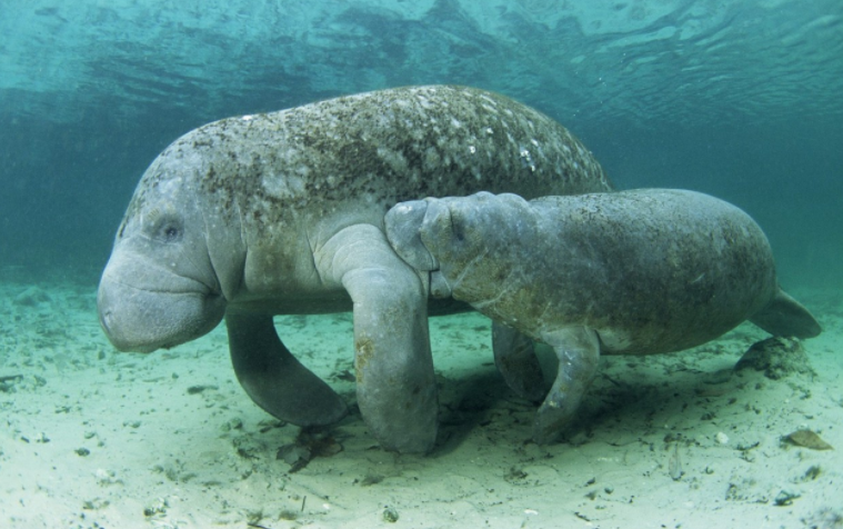大象|带你了解海底神秘生物：海牛