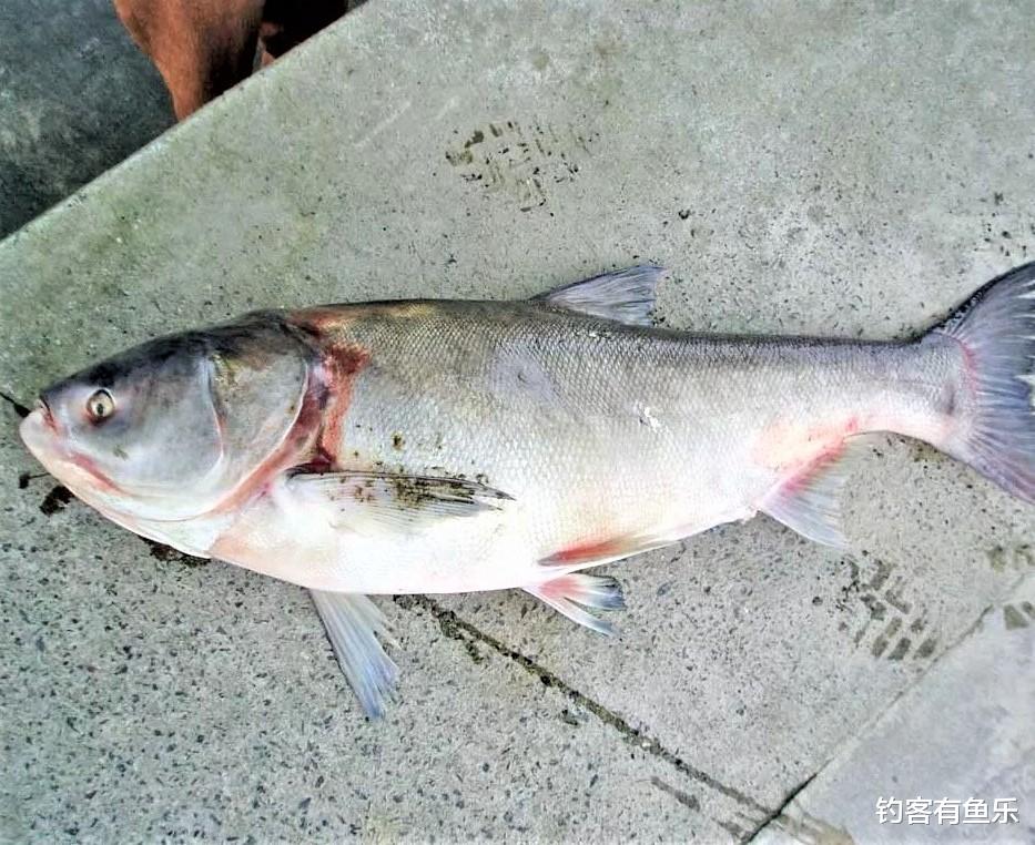 长沙|夏天钓鲢鳙，清楚几点要素，不会钓鱼的人也爆护