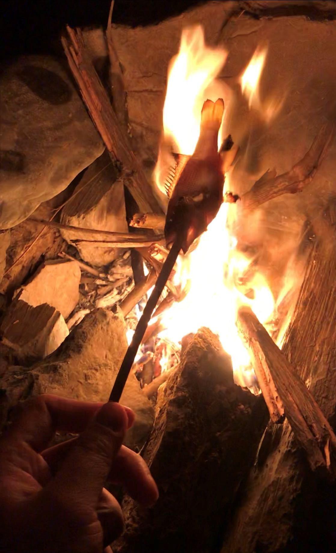 |台州一小河太阳鱼泛滥，凶猛贪吃，钓鱼人：丢块石头都追着咬