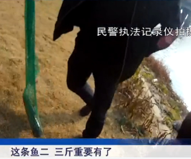 白鲢|南京锚鱼人被当场抓获, 鱼获一条2斤白鲢, 喜提收杆罚款一条龙服务