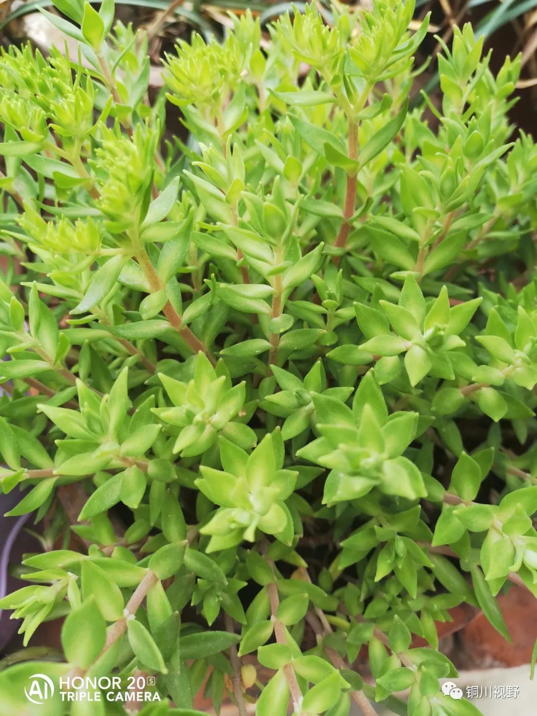 铜川周春辉 花花草草自己种，五月欣赏正当时