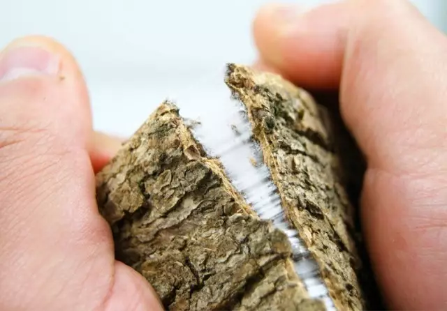 生物考古 杜仲药食同源，被称为“植物活化石”！