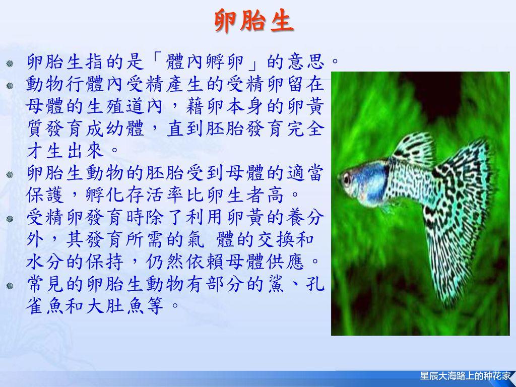 海蛇 “爱你才会咬你一口”!科学家称:海蛇咬人是因为它“看”上你了