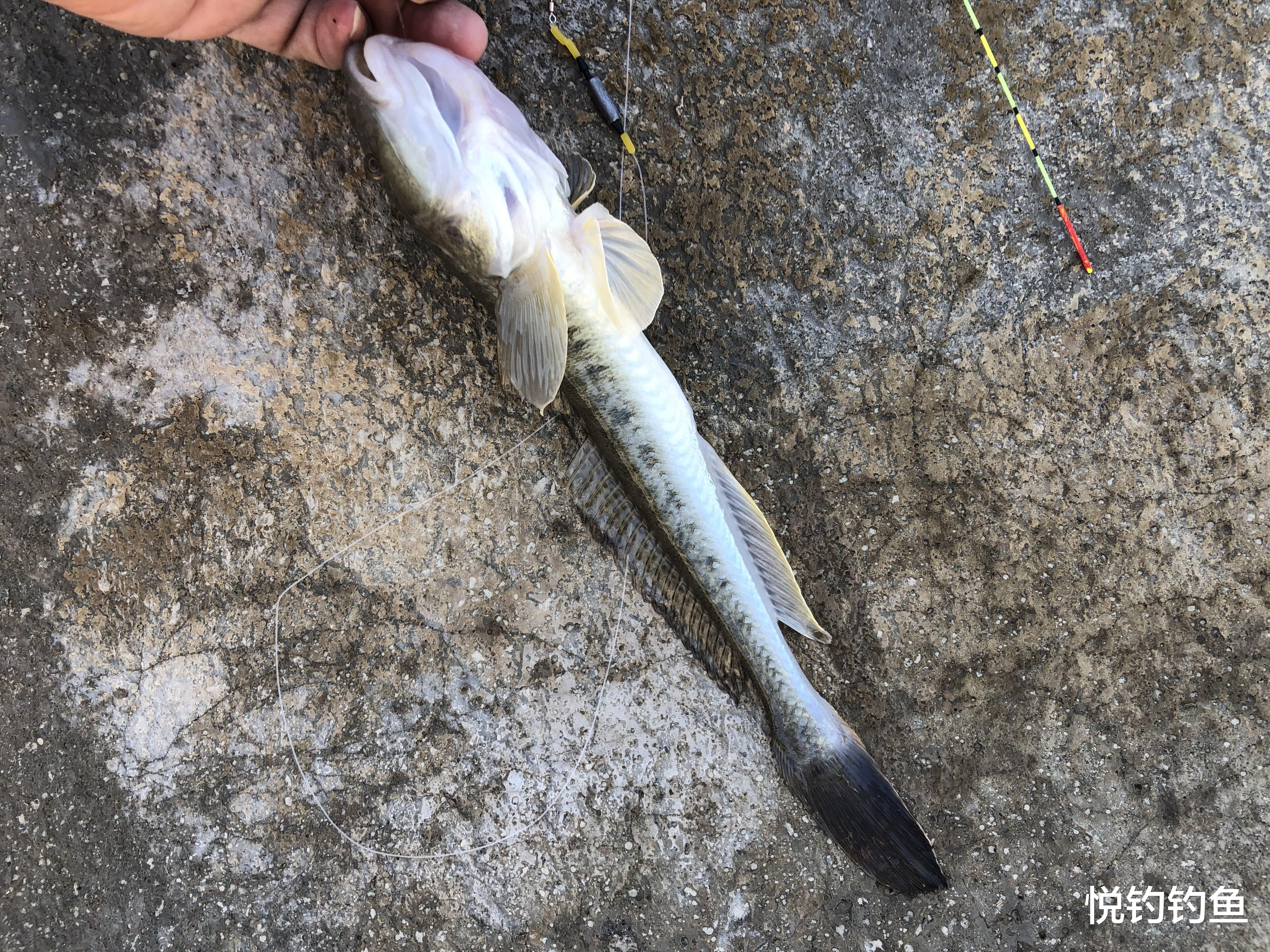 昆虫|今年的楞巴鱼咬口季，我还是溜达钓，这一箱子鱼获真过瘾