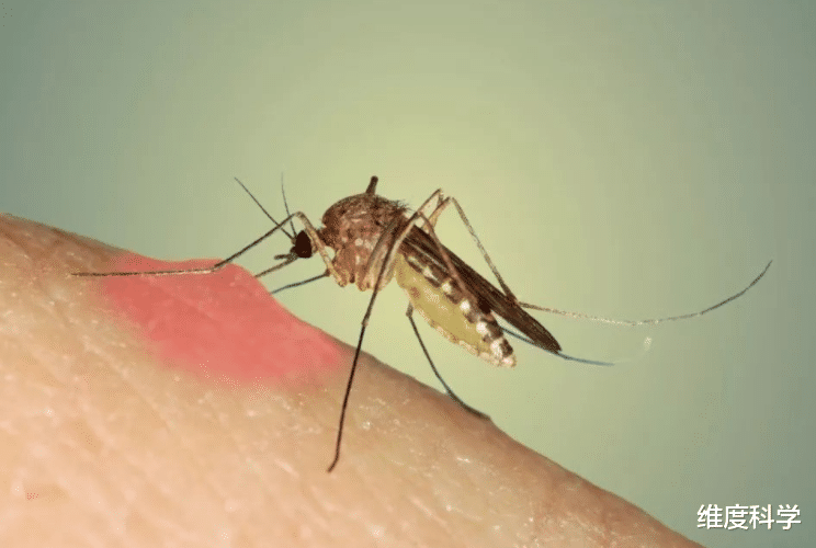 蚊子 蚊子扰人清净、传播细菌,在自然界里究竟有什么用?看完涨知识