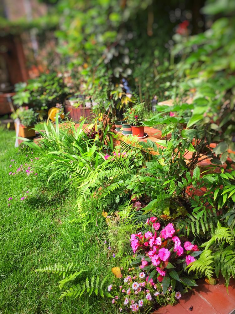 |三年前买了这30㎡小院，亲手改造成小花园，在繁华都市过田园生活