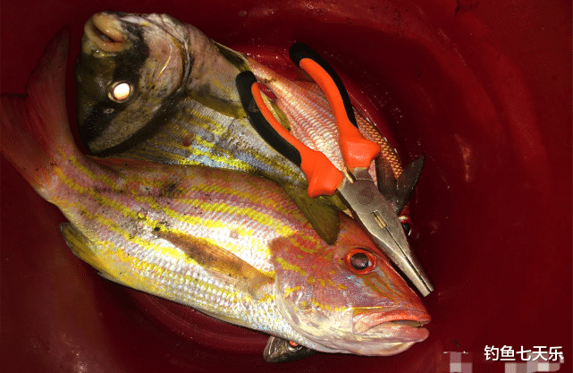 海钓|八个月没下过船！中国钓友巴拿马运河玩起海钓，靠钓鱼打发时间