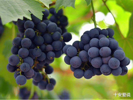 十安爱说|葡萄软果严重影响商品价值,怎么种葡萄肉更硬,方便售卖口感更佳?