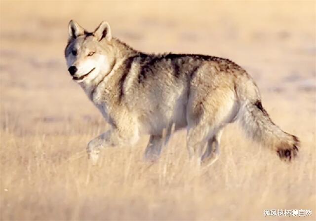 微风执杯聊自然|高原上的生死判官,老虎退去,狼群打败棕熊和雪豹,成为高原一哥
