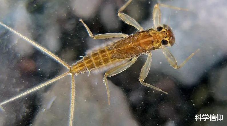 昆虫 从不会飞到会飞，昆虫的翅膀是怎么来的？进化论也难以解释