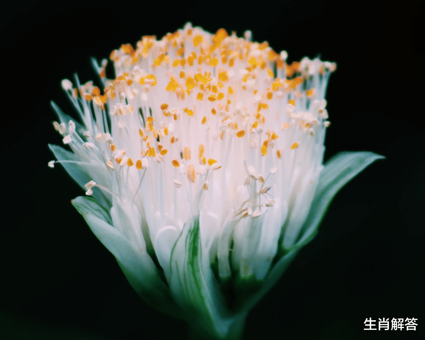生肖解答|7月，长夜漫漫，难以入眠，回首过往，3生肖心心念念，情牵旧情人