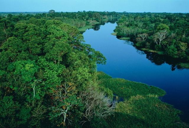 亚马孙热带雨林 霍金预言成真？科学家们警告：亚马逊雨林近万种动植物面临灭绝