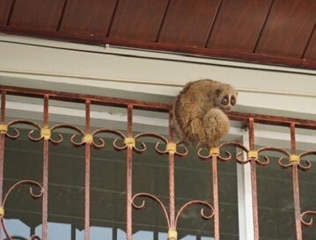 木棉说麻麻 云南陇川居民窗户上现神秘生物，把消防员都惊动了，有人认识吗？