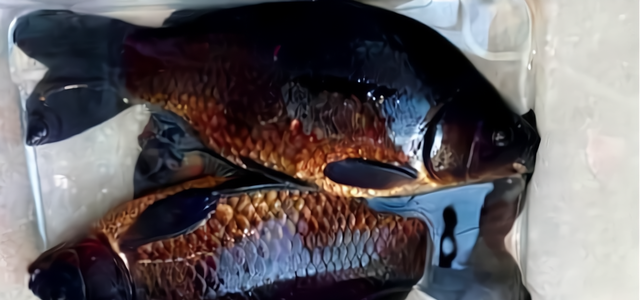|野钓意外收获黑色鲫鱼，不知真相赶紧放手，广东一钓友肠子悔青了