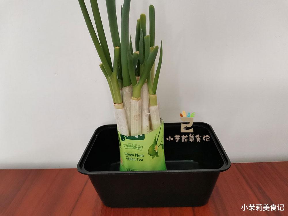 血糖|冬天保存大葱，我有办法，用矿泉水瓶就搞定，每天都吃新鲜的大葱