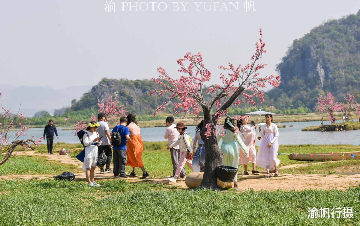 贵州 云南一个5A景区以假桃花吸引游客，游客却乐在其中，还表示真香