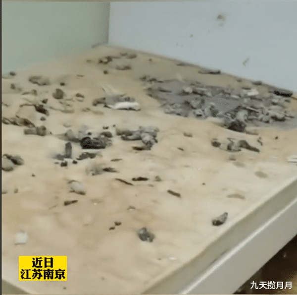 九天揽月月|南京90后情侣租房，退租后遗弃边牧十几天，狗狗浑身恶臭长蛆