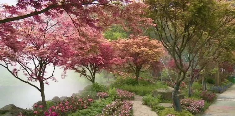 微观什邡 “五一”小长假，一起来红枫岭邂逅浪漫红枫