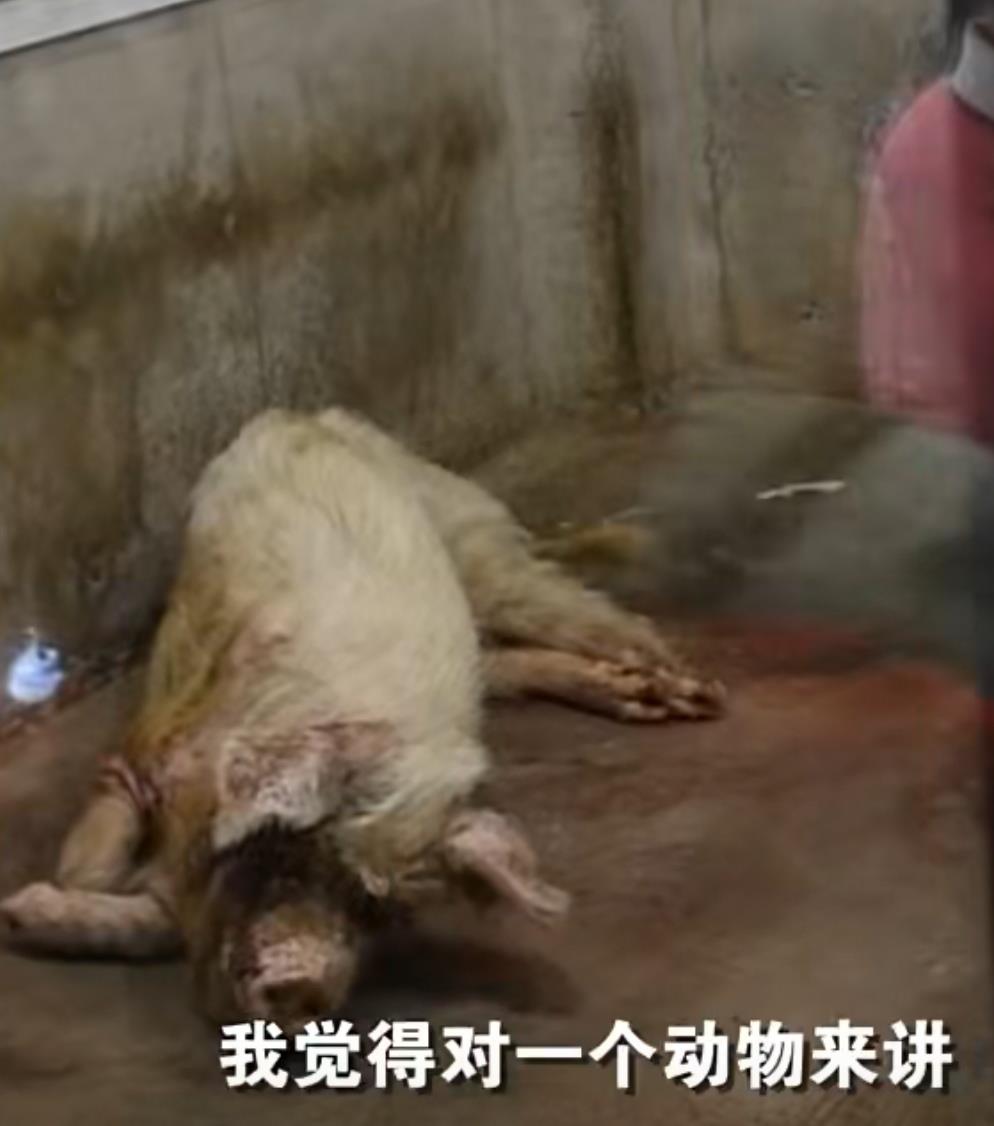 匣子里的鱼 樊建川：大家不一定要非来看“猪坚强”，让它安静度过最后的时光