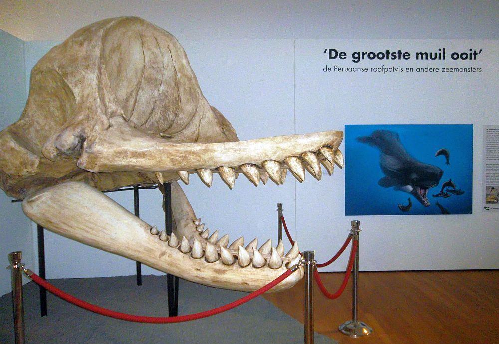 鲨鱼 鲸鱼：4000万年前的鲨鱼怎么也想不到，最大的对手竟来自陆地