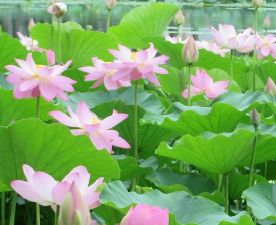 星临天下|未来一周,吉星照耀,4属相贵人相助,事业顺利,生活美满如意